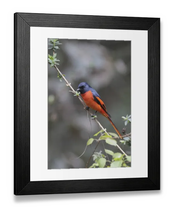 Framed Print : Long-tailed Minivet (Pericrocotus ethologus) adult male