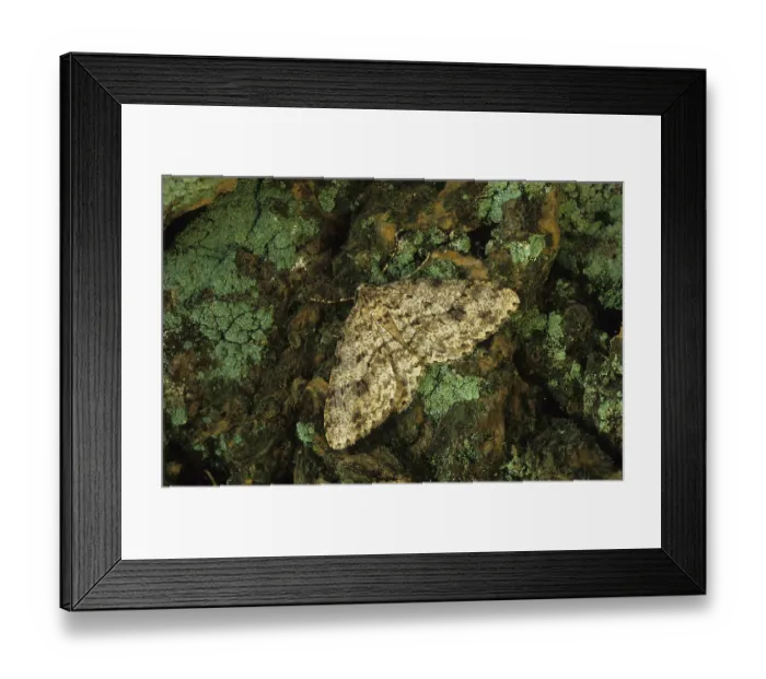 Framed Print : Engrailed Moth (Ectropis bistortata)