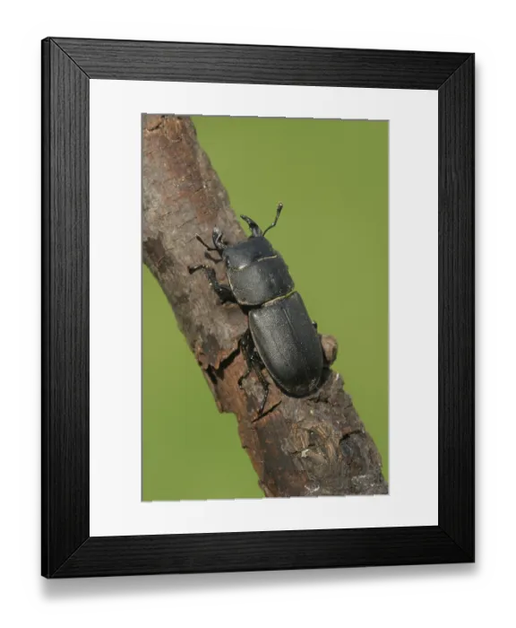 Framed Print : Lesser Stag Beetle (Dorcus parallelipipedus) Framed Print : Lesser Stag Beetle (Dorcus parallelipipedus)