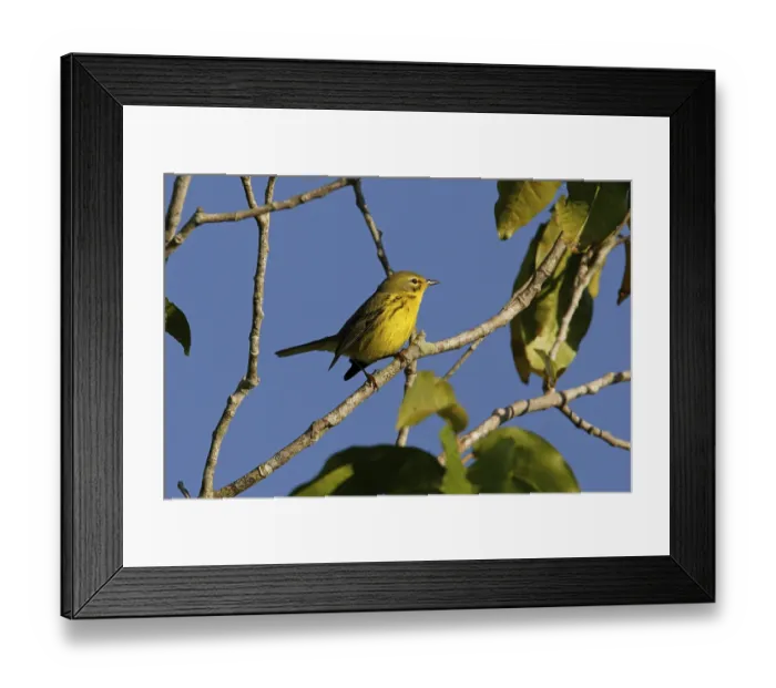 Framed Print : Prairie Warbler (Dendroica discolor)