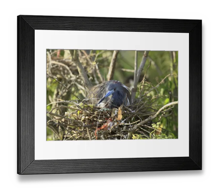 Framed Print : Tricoloured Heron (Egretta tricolor) Framed Print : Tricoloured Heron (Egretta tricolor)