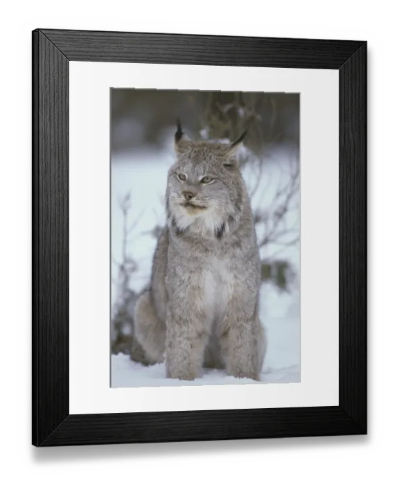 Framed Print : Canadian Lynx (Lynx canadensis)