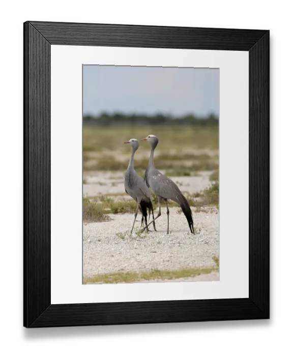 Framed Print : Blue Crane (Anthropoides paradisea)