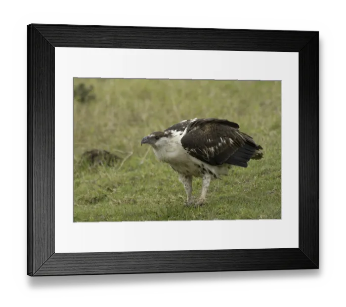 Framed Print : African Fish Eagle (Haliaeetus vocifer) Framed Print : African Fish Eagle (Haliaeetus vocifer)