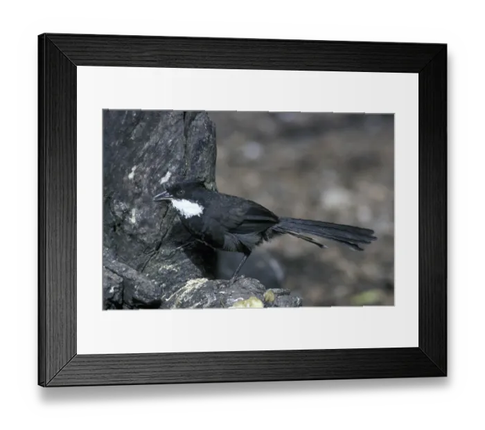 Framed Print : Eastern Whipbird (Psophodes olivaceus)