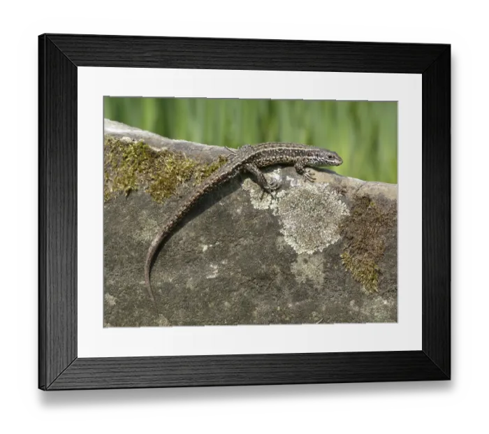 Framed Print : Common Lizard (Zootoca vivipara) Framed Print : Common Lizard (Zootoca vivipara)
