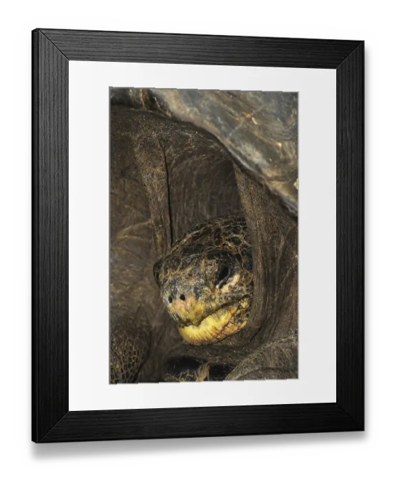 Framed Print : Galapagos Giant Tortoise (Geochelone nigra) Framed Print : Galapagos Giant Tortoise (Geochelone nigra)