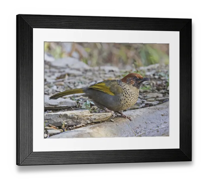 Framed Print : Chestnut crowned laughingthrush (Garrulax erythrocephalus) adult