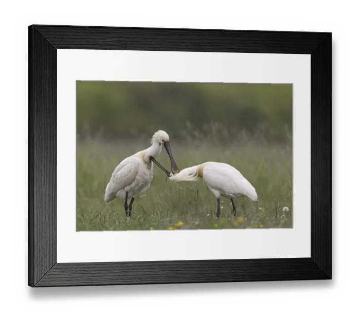 Framed Print : Eurasian Spoonbill (Platalea leucorodia) adult pair in breeding plumage