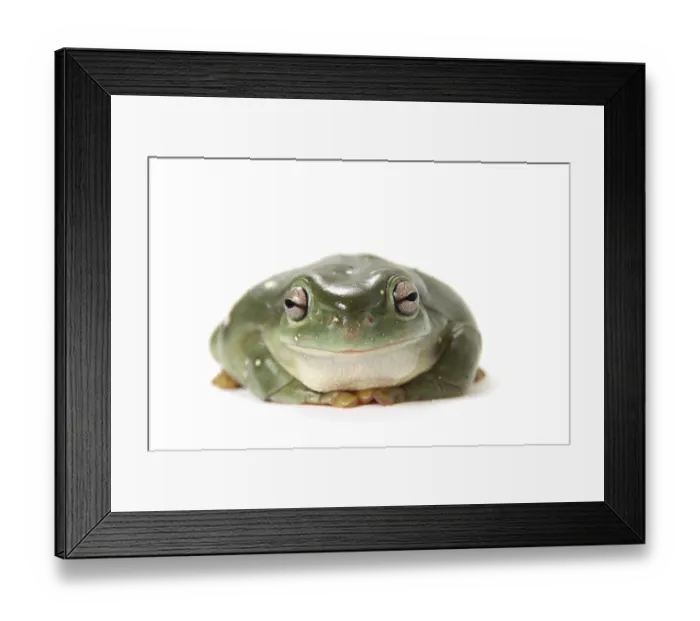 Framed Print : Australian Green Tree Frog (Litoria caerulea) Framed Print : Australian Green Tree Frog (Litoria caerulea)
