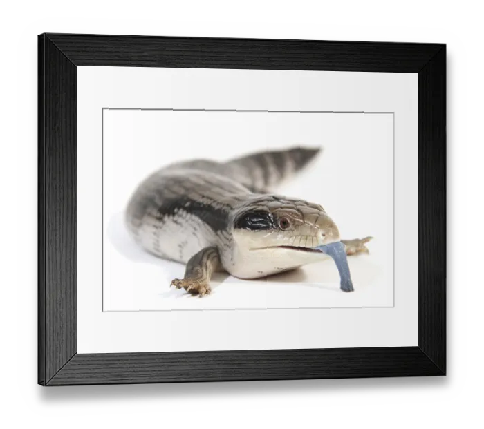 Framed Print : Eastern Blue-tongued Lizard (Tiliqua scincoides scincoides) Framed Print : Eastern Blue-tongued Lizard (Tiliqua scincoides scincoides)