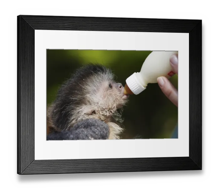 Framed Print : Young Brown Capuchin (Cebus apella) Monkey