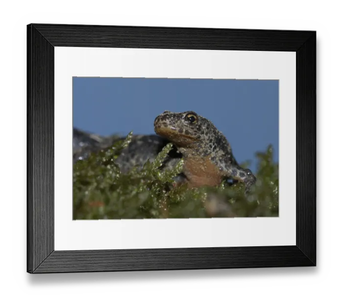 Framed Print : Common newt (Triturus vulgaris)