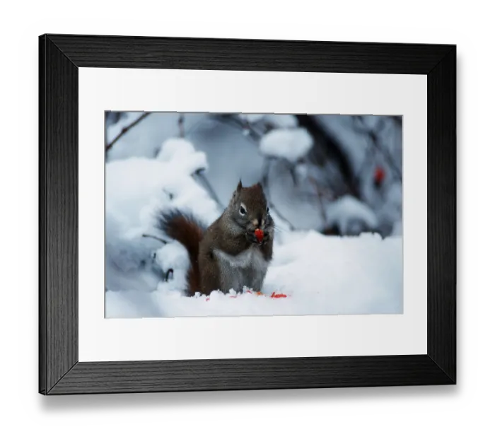 Framed Print : American red squirrel (Tamiasciurus hudsonicus) Framed Print : American red squirrel (Tamiasciurus hudsonicus)
