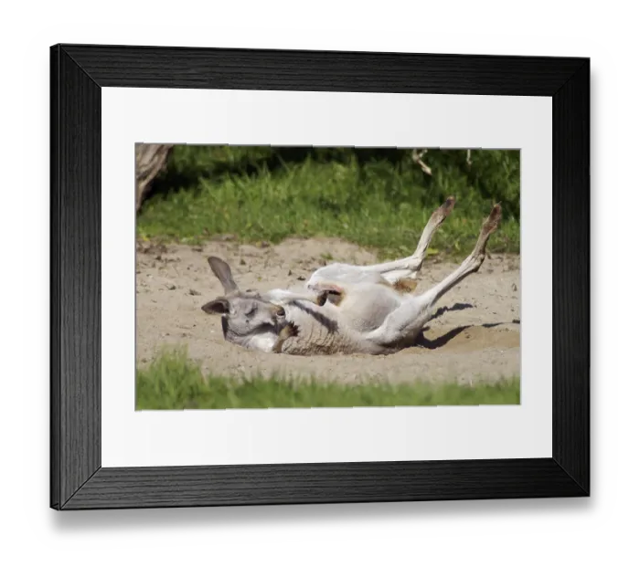 Framed Print : Red Kangaroo (Macropus rufus), sandbathing (Megaleia rufa) Framed Print : Red Kangaroo (Macropus rufus), sandbathing (Megaleia rufa)