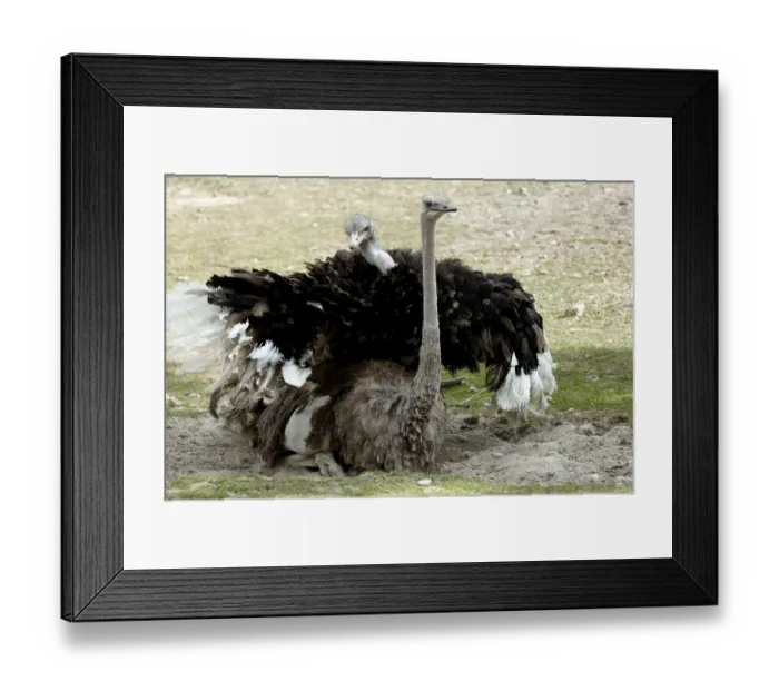 Framed Print : Ostrich (Struthio camelus), pair, mating Framed Print : Ostrich (Struthio camelus), pair, mating