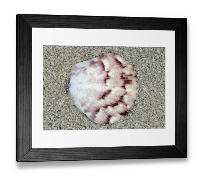 Framed Print : Scallop Shell, France (Chlamys)