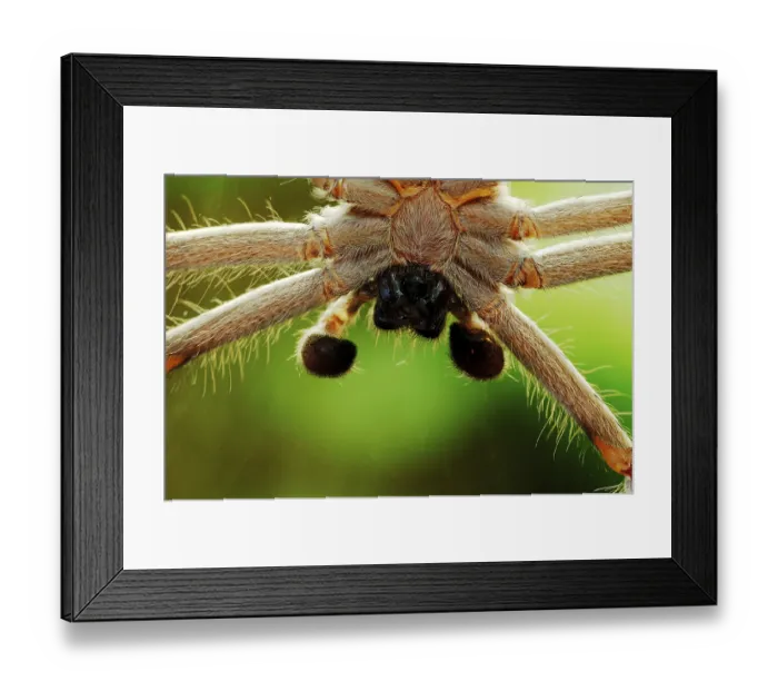 Framed Print : Huntsman cane spider (Heteropoda venatoria)