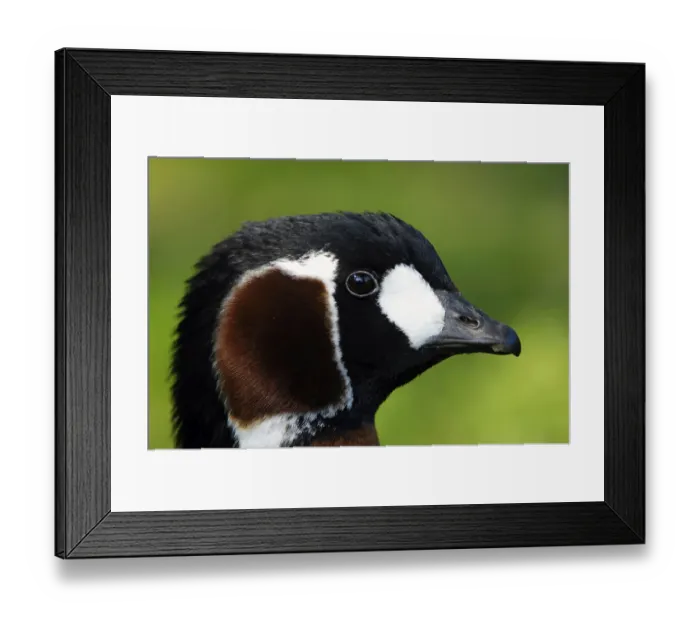 Framed Print : Red-breasted Goose (Branta ruficollis), side