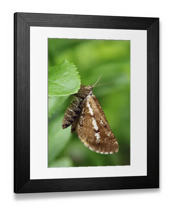 Framed Print : Bordered White (Bupalus piniaria)