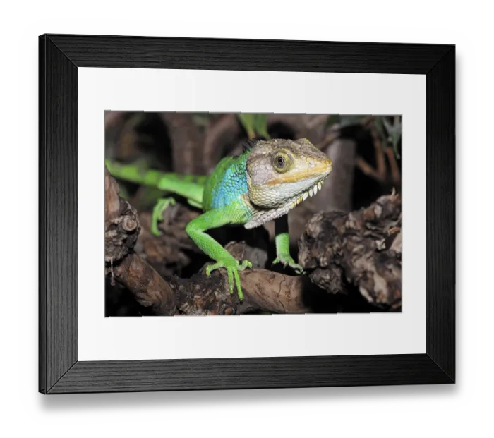 Framed Print : Peruvian bush anole (Polychrus peruvianus)