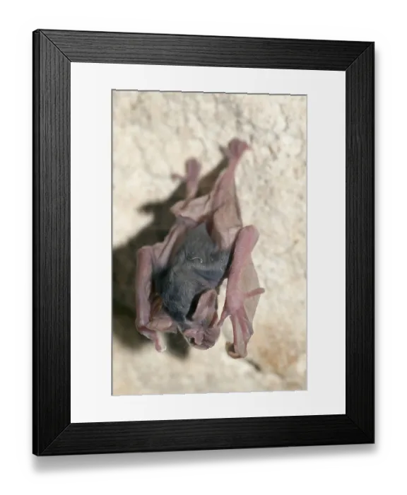 Framed Print : Greater Horseshoe Bat (Rhinolophus ferrumequinum)