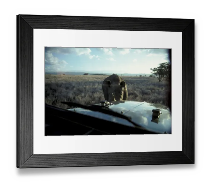 Framed Print : Black rhino, black rhinoceros, black rhinos
