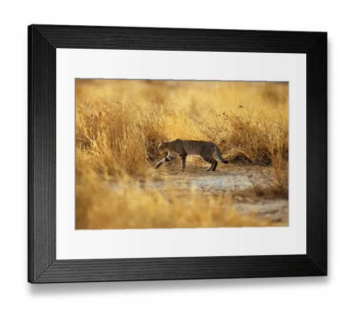 Framed Print : Falcon Cat, predators, mammals Framed Print : Falcon Cat, predators, mammals