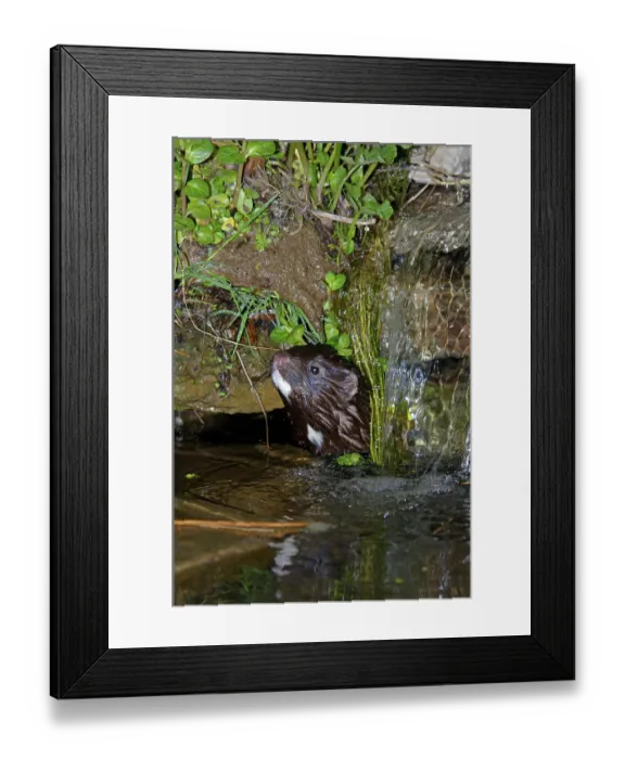 Framed Print : American minks (Mustela vison) Framed Print : American minks (Mustela vison)