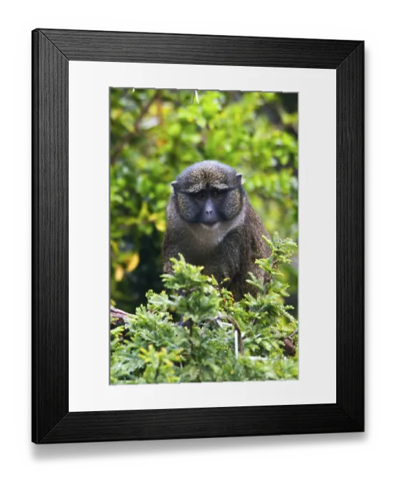 Framed Print : Allen's swamp monkey (Allenopithecus nigroviridis)