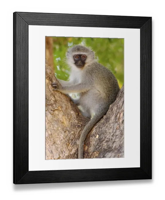 Framed Print : Vervet Monkey (Chlorocebus aethiops) juvenile
