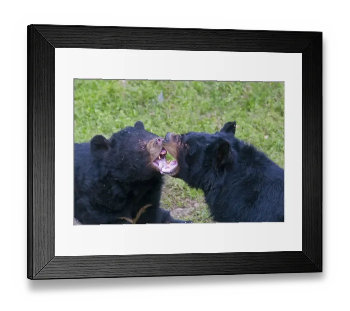Framed Print : Asiatic Black Bear (Ursus thibetanus) two adults