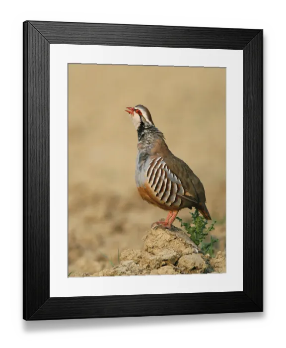 Framed Print : Red-legged partridge (Alectoris rufa) adult