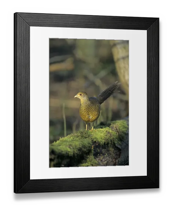 Framed Print : Golden pheasant (Chrysolophus pictus) Framed Print : Golden pheasant (Chrysolophus pictus)