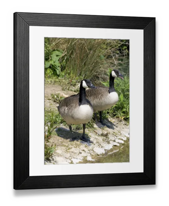 Framed Print : Canada Geese (Branta canadensis) Pair