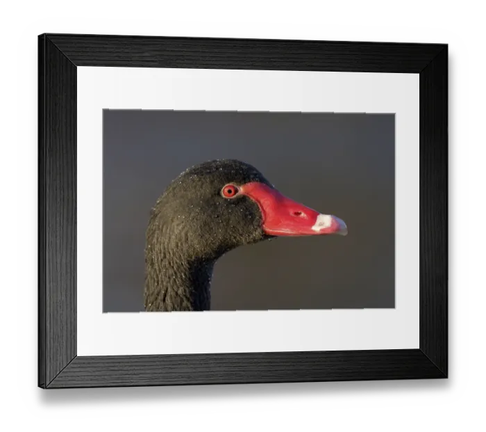 Framed Print : Black swan (Cygnus atratus) adult