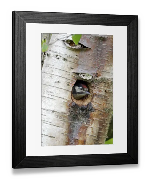Framed Print : Great spotted woodpecker (Dendrocopos major) young