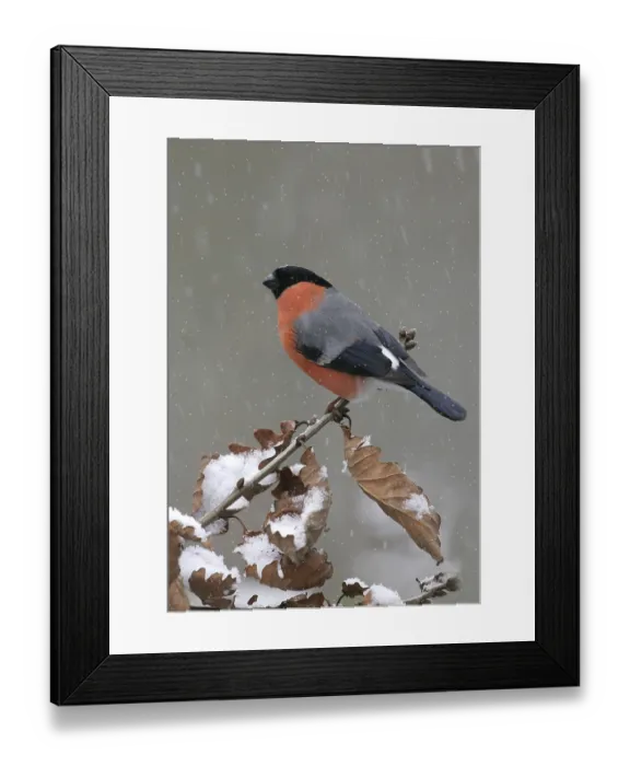 Framed Print : Eurasian bullfinches (Pyrrhula pyrrhula)