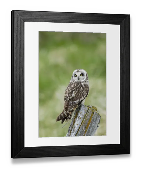 Framed Print : Short-eared Owl, short-eared owls (Asio flammeus)