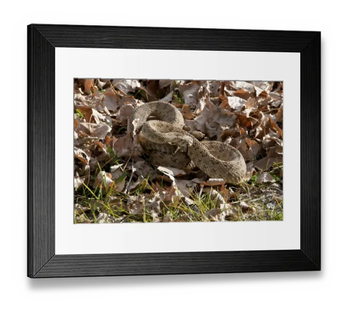 Framed Print : Western Rattlesnake, Prairie Rattlesnake Framed Print : Western Rattlesnake, Prairie Rattlesnake