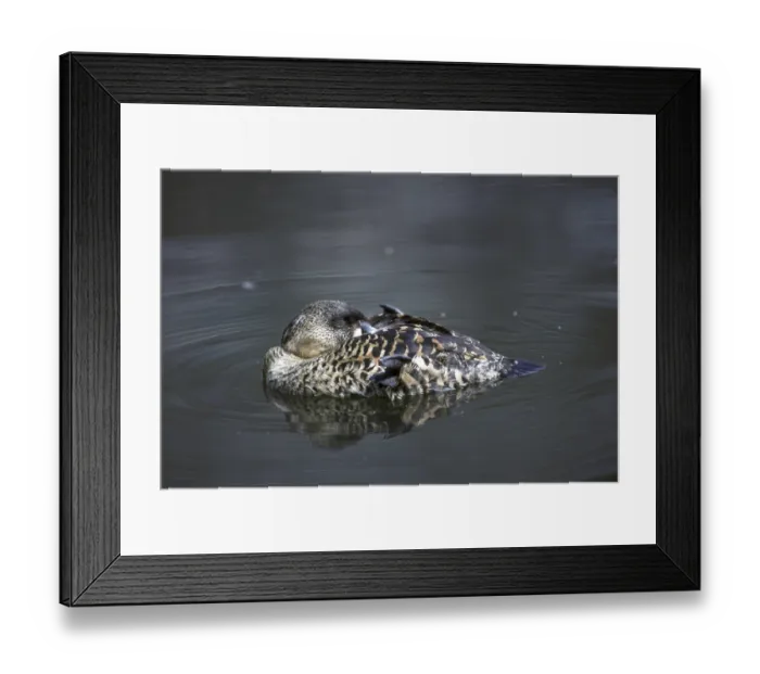 Framed Print : White-backed Duck, White-backed Duck