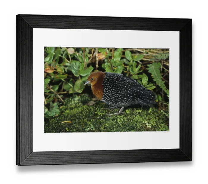 Framed Print : Redbreast Rail, Redbreast Rails Framed Print : Redbreast Rail, Redbreast Rails