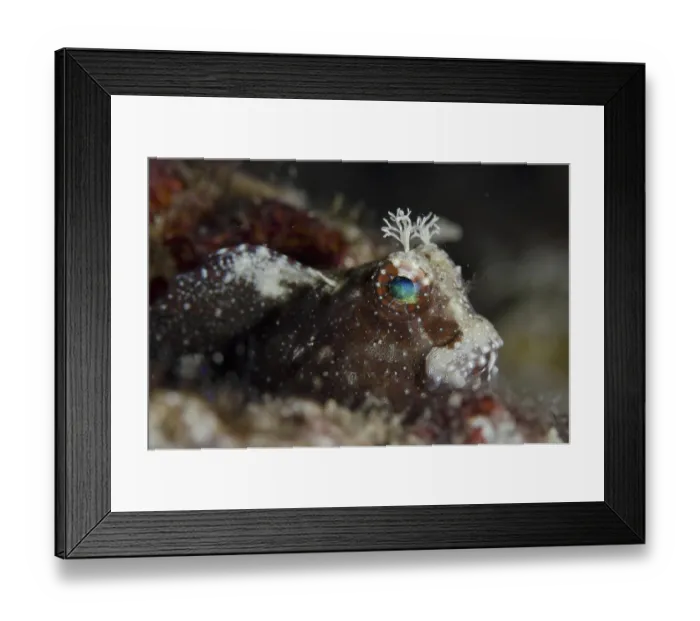 Framed Print : Starry Blenny (Salarias ramosus) adult
