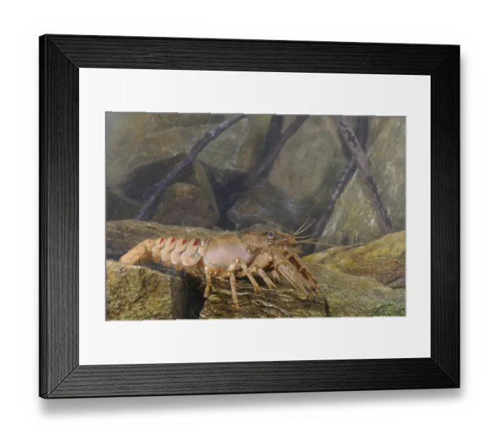 Framed Print : American River Crayfish (Orconectes limosus) introduced species