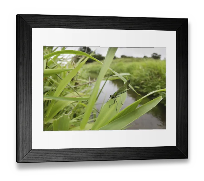 Framed Print : Agrion splendens, banded demoiselles (Calopteryx splendens) Framed Print : Agrion splendens, banded demoiselles (Calopteryx splendens)