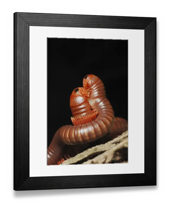 Framed Print : Giant Millipede (Diplopoda sp.) adult pair