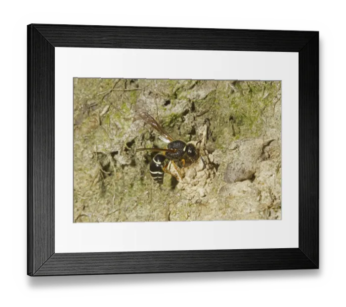Framed Print : Fen Mason Wasp (Odynerus simillimus) adult