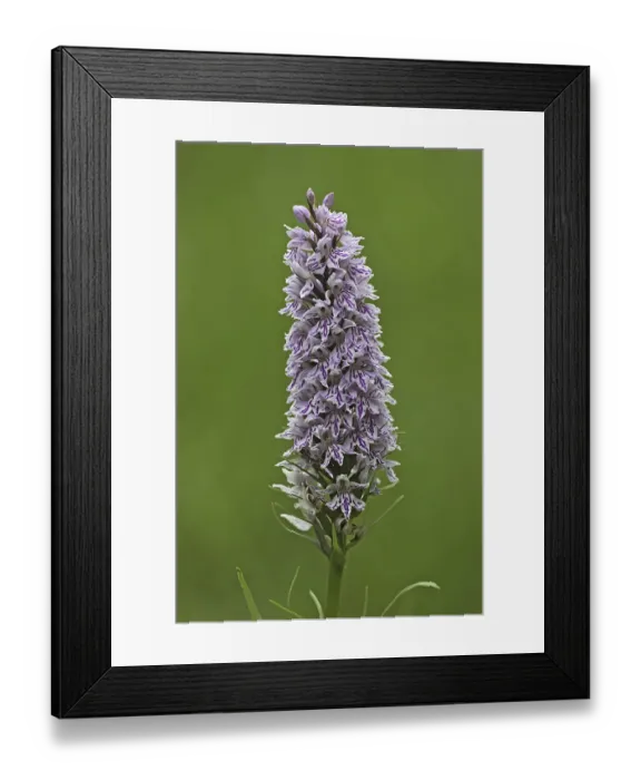 Framed Print : Common common spotted orchid (Dactylorhiza fuchsii)