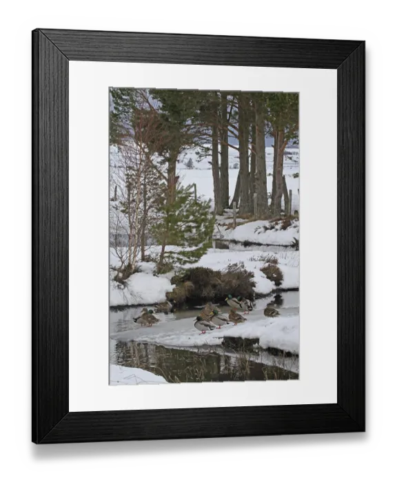 Framed Print : Mallard Duck (Anas platyrhynchos) flock