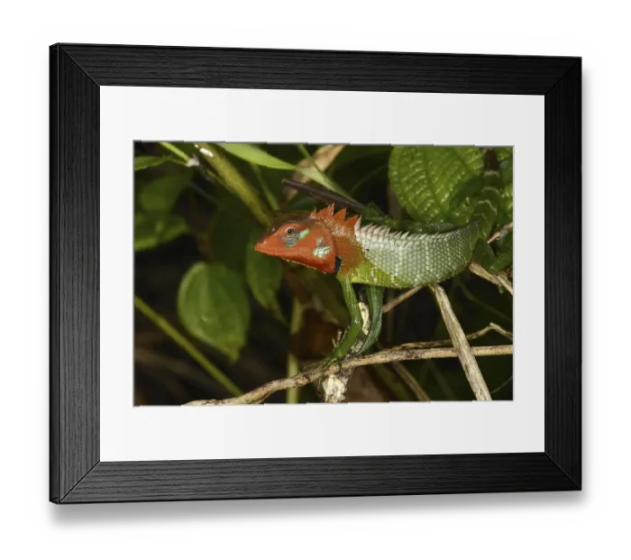 Framed Print : Common Green Forest Lizard adult male